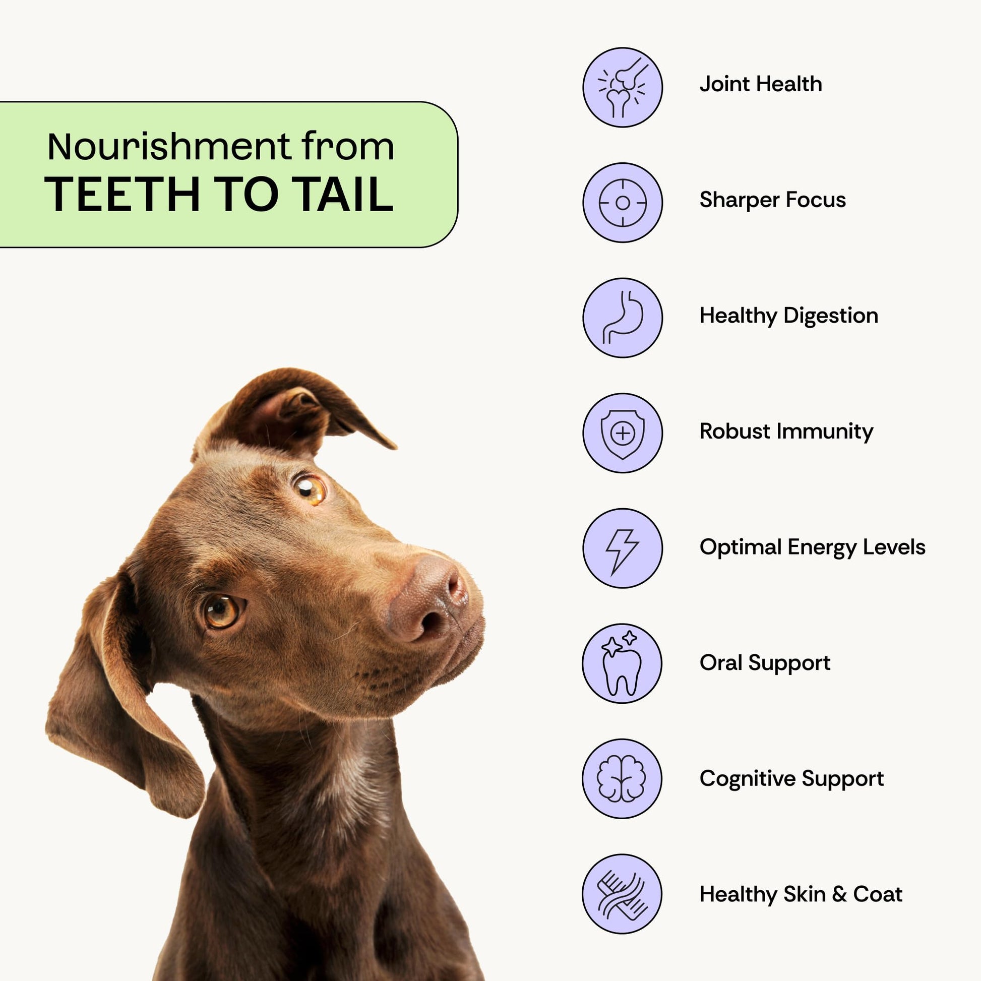 Daily Prebiotic + Postbiotic Dog Supplement Powder | 12-in-1 Support for Gut, Joints, Allergy, Immunity, Calming & Oral Health | Human-Grade Ingredients, No Artificial Flavors-No Fillers - 30 Sachets PlentumBuy Supplements Australia