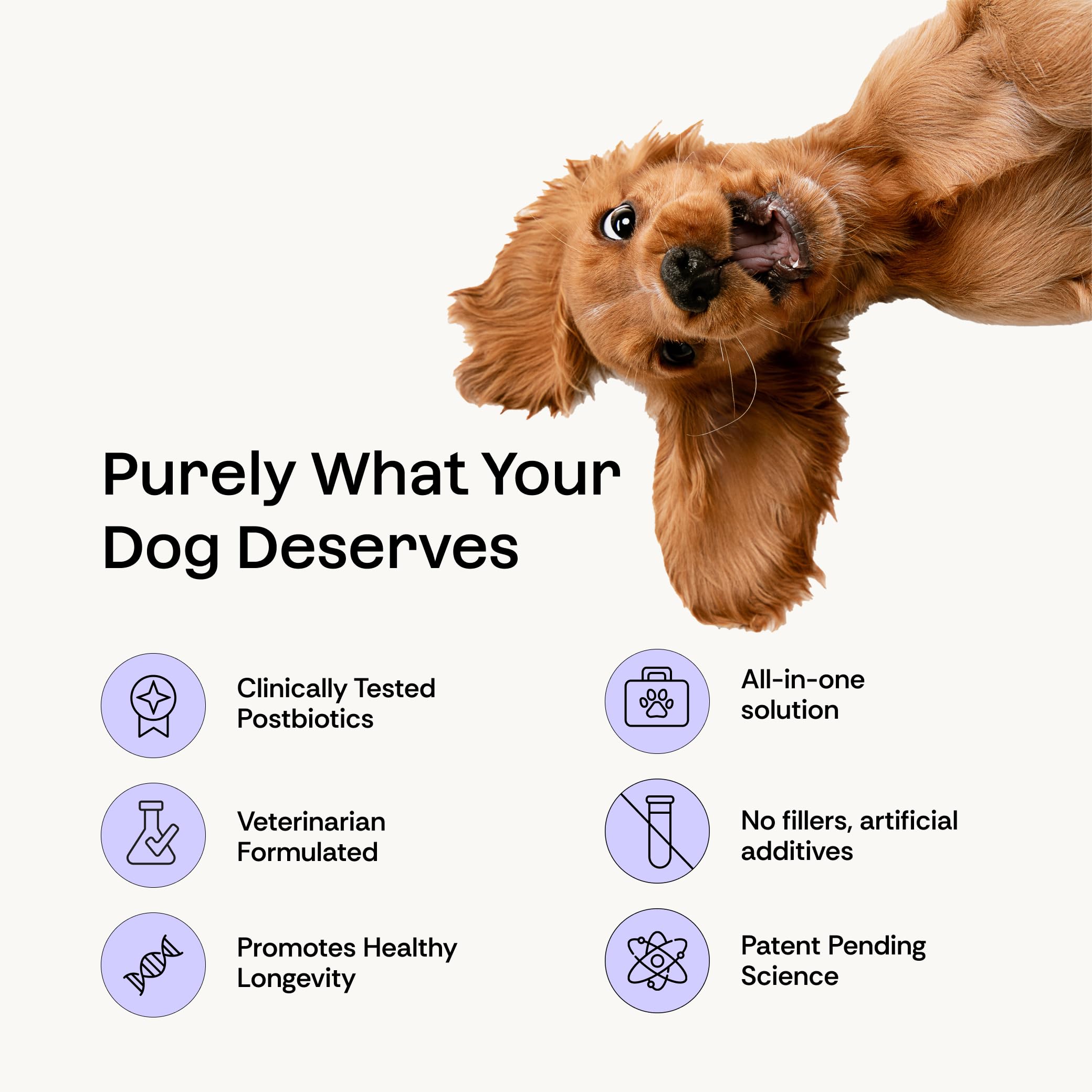 Daily Prebiotic + Postbiotic Dog Supplement Powder | 12-in-1 Support for Gut, Joints, Allergy, Immunity, Calming & Oral Health | Human-Grade Ingredients, No Artificial Flavors-No Fillers - 30 Sachets PlentumBuy Supplements Australia