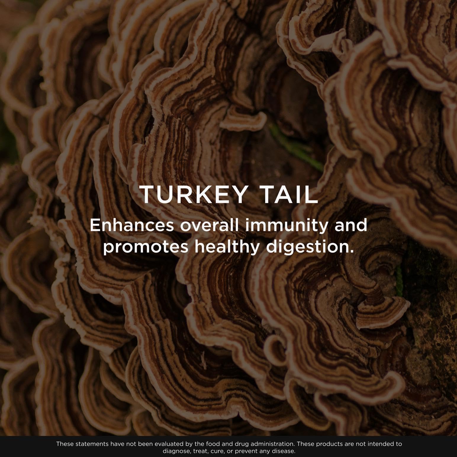 The Genius Brand Genius Turkey Tail - Plant-Based Supplement for Immune, Gut & Antioxidant Support - Organic & Non-GMO - 120 Veggie Capsules The Genius BrandBuy Supplements Australia