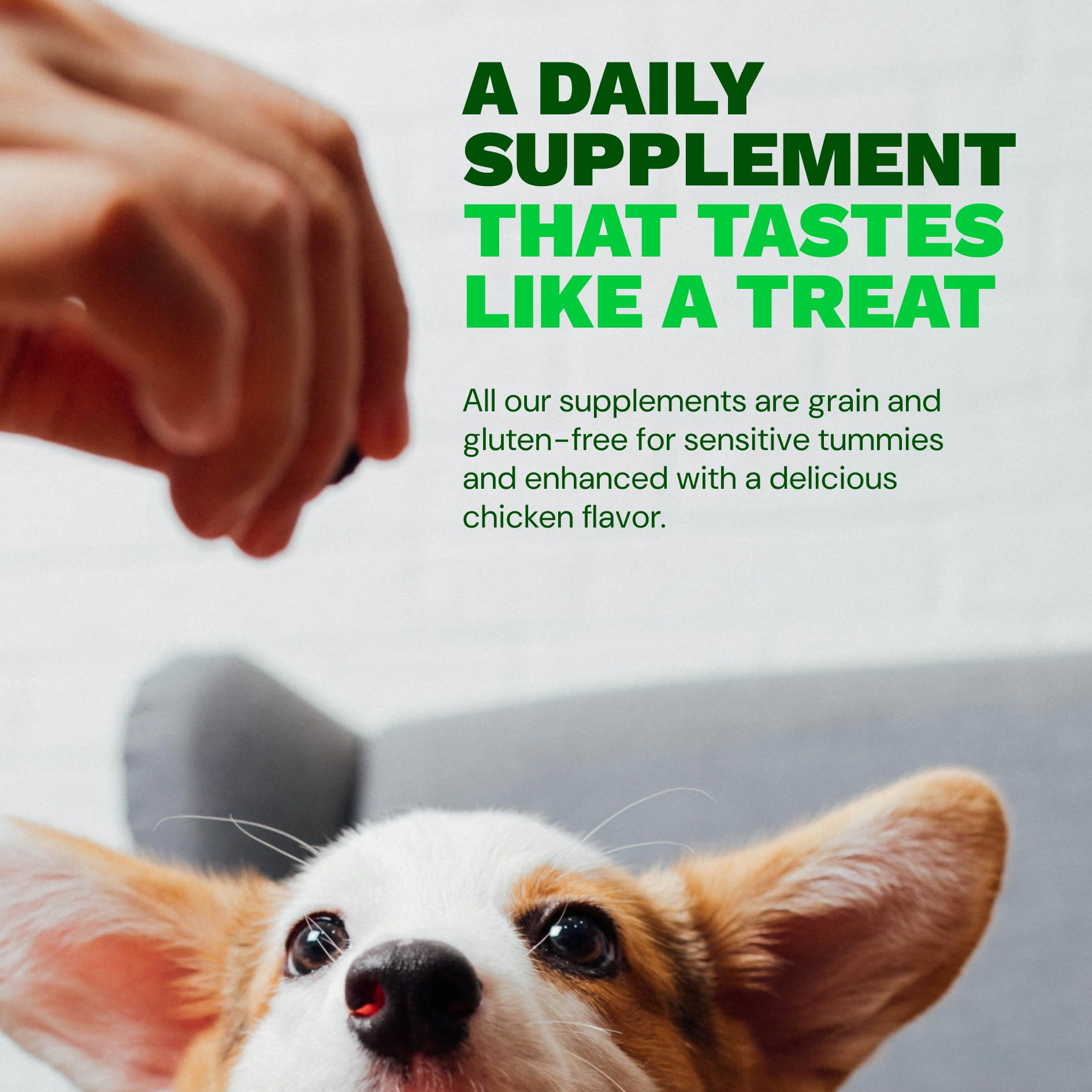 Get Joy Digestion Chews, Gut Health Supplement for Dogs, Vet Recommended Soft Daily Digestive Health & Immune Support with Prebiotics, Probiotics & Postbiotics, Made in USA, 90 Count Get JoyBuy Supplements Australia