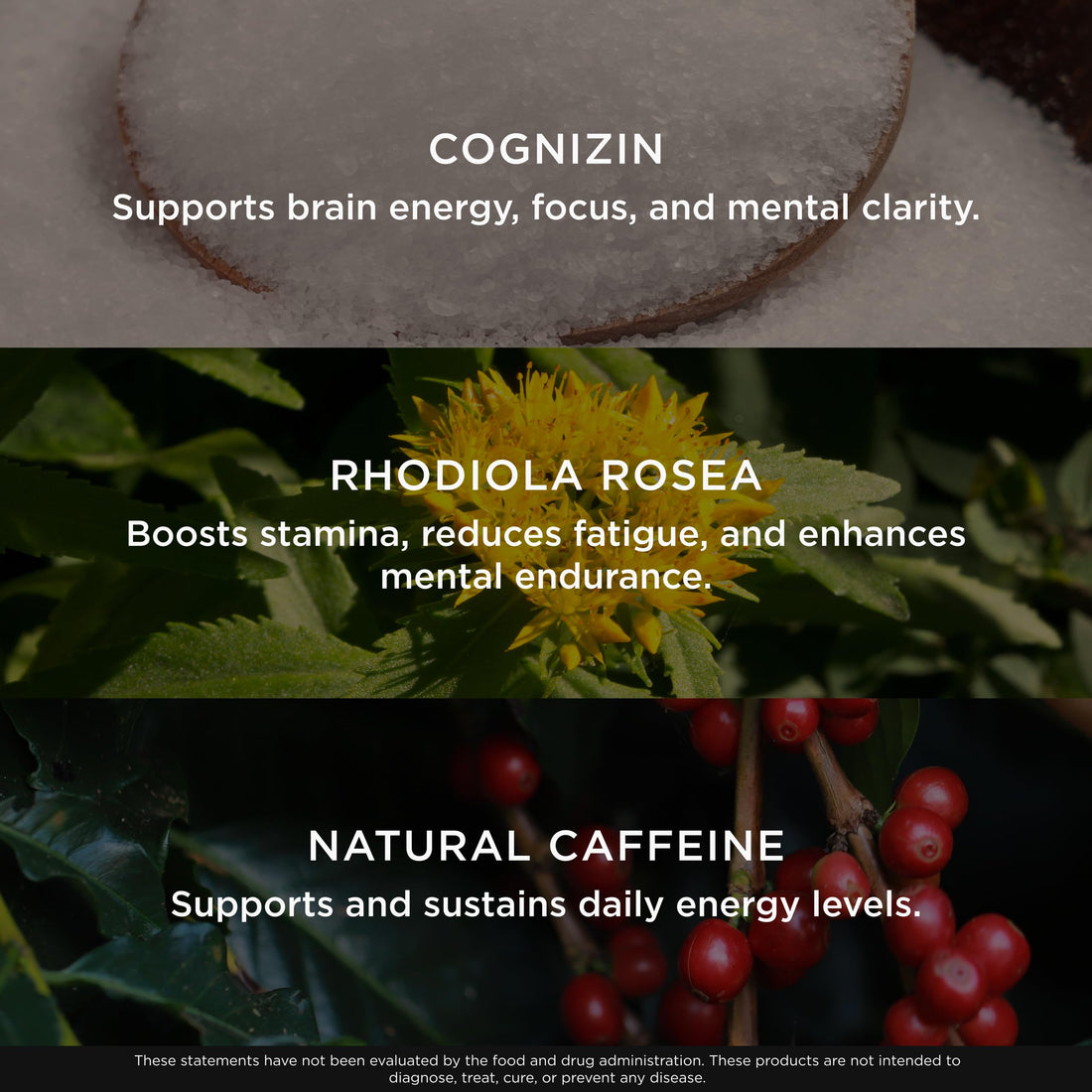 Genius BCAA Powder - 5g Vegan BCAAs L-Glutamine, Cognizin & Rhodiola Muscle Recovery Energy Support 100mg Caffeine Pre, Intra, Post-Workout Nootropic Supplement for Focus & Performance - Grape Limeade The Genius BrandBuy Supplements Australia